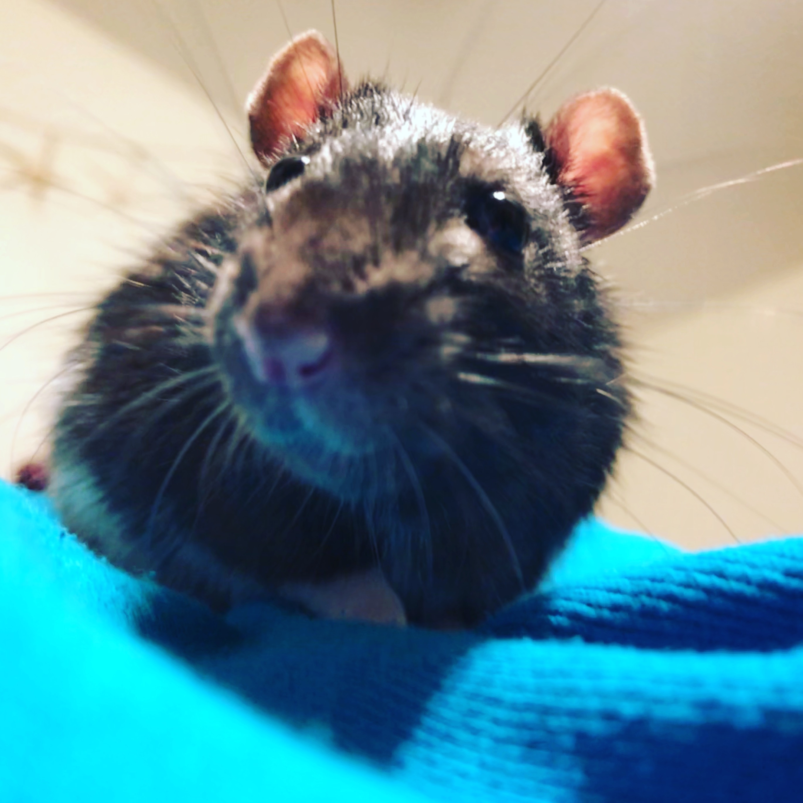 Is his pinky toe broken?? | The Rat Shack - Pet Rat Forum