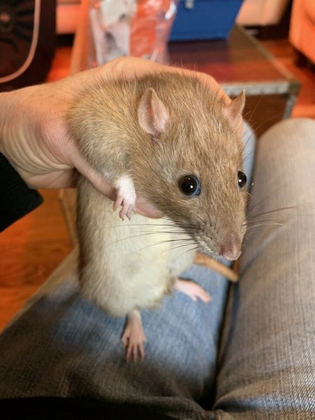 Ontario - several rats need rehoming - many ads | The Rat Shack - Pet ...