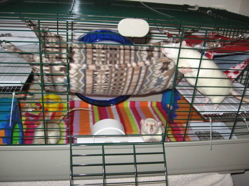 Marchioro clearance hamster cage